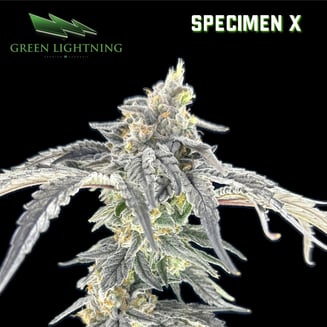 Specimen X by Green Lightning