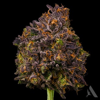 Zangria Flower T19.57% I 00373 by Affinity Grow