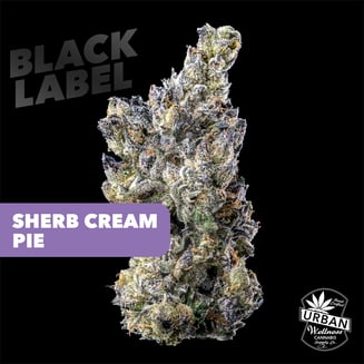 Black Label - Sherb Cream Pie [4g]
