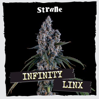 Strane — Infinity Linx