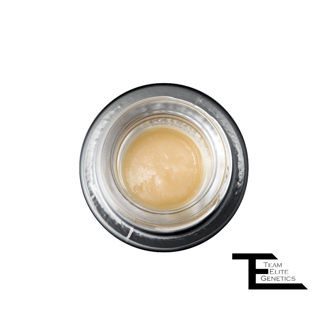 White Queso by Team Elite Genetics