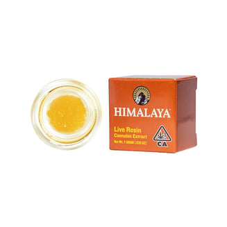 Himalaya: Mimosa Burst Terp