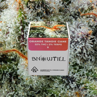 Snowtill — Orange Tangie Cane