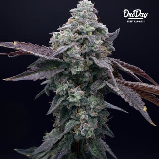 Apple Fritter by OneDay