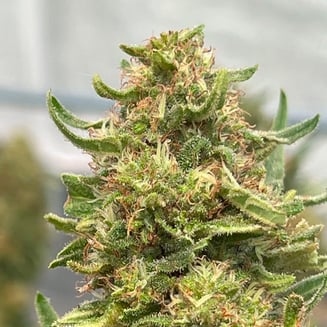 CBD Stargazer Myrtle by Cannasol
