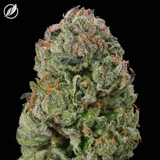 Baccarat Flower T20.03% H 24686 by CTPharma