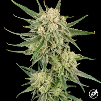B52 Bomber Flower S 25401 by CTPharma