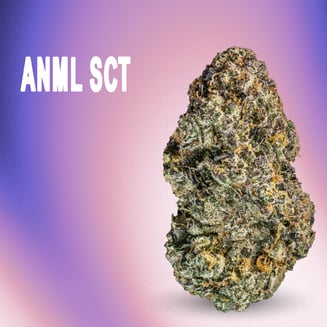 ANML SCT