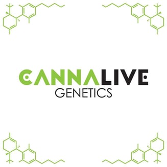Grizzly Goo by Cannalive Genetics