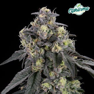 Gush Mintz Flower I 27452 by CTPharma