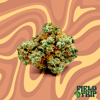 Field Trip: Jungle Bird
