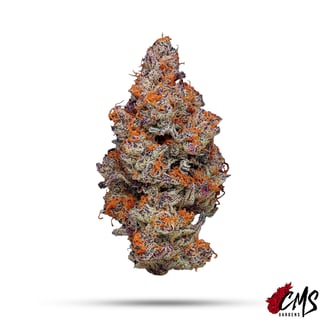 Dulce De Uva by CMS Gardens
