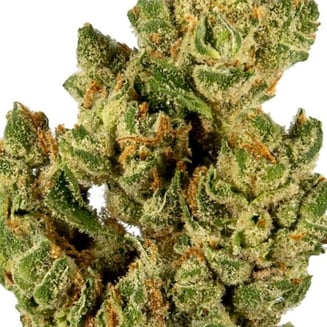 Kandy by Best Daze