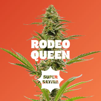 Drops: Strawberry - 20pc - Rodeo Queen - Super