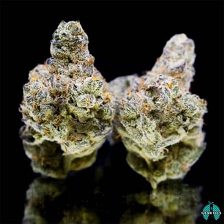 Vanilla Bean by Maitri Genetics