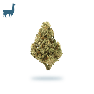 2:1 Candy Blossom by East Fork Cultivars