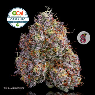 Neon Sunshine by No Till Kings
