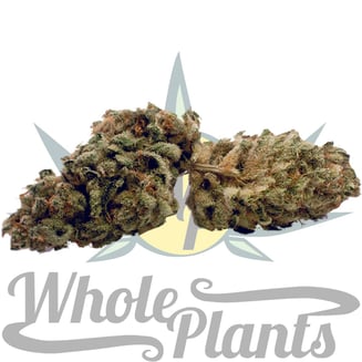 10G's by Whole Plants