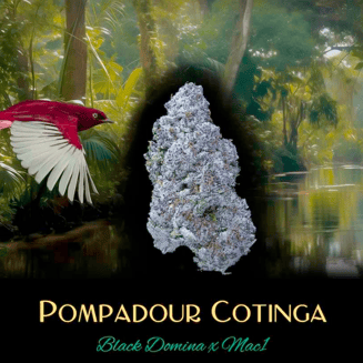 Pompadour Cotinga by Deaux