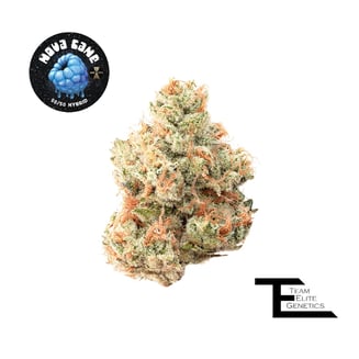 Team Elite Genetics — Nova Cane