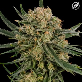 B52 Bomber Flower S 26486 by CTPharma