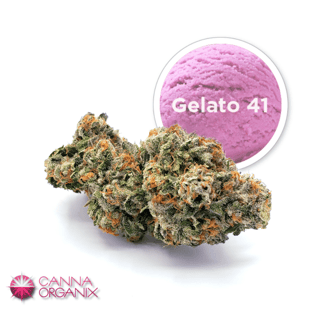 Gelato #41 by Canna Organix