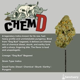 Whole Buds - Chem D by Sanctuary