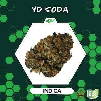 YD Soda [14.15g] by Herbal Wellness
