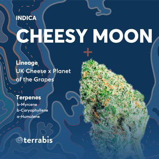 Cheesy Moon by Terrabis