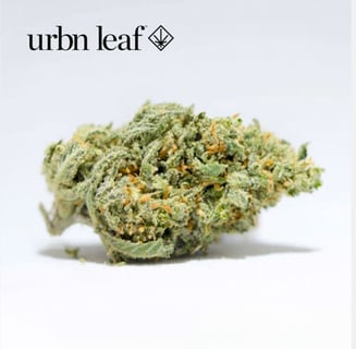 Afgaui Wowie by Urbn Leaf