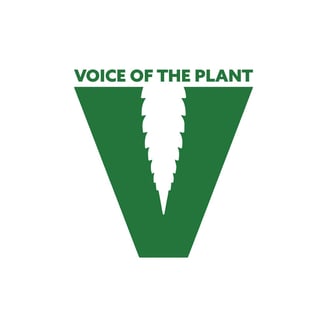 Gelato 41 by Voice Of The Plant