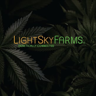Black Eye #21 [500mg] by Lightsky Farms