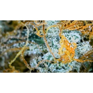 Nature's Choice - Beach Crasher by Magnolia High Growers