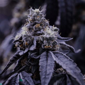 Chem Dog by Mr. Tree