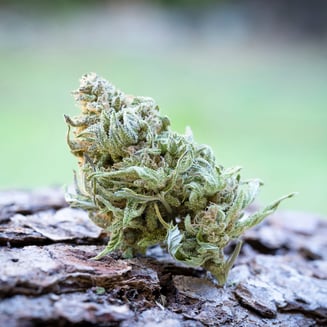Farm Cut — Blueberry Muffin