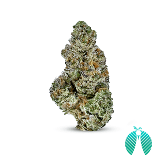 Strawnana by Maitri Genetics
