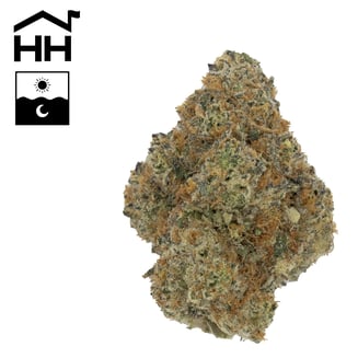 Animal Tree #13 by Harbor House Collective