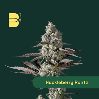 Huckleberry Runtz by Botanist