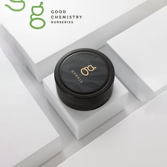 Dolato x Sour Chillz by Good Chemistry Nurseries