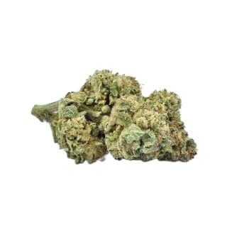 Solful Handpicked: Purple X-18 Plant