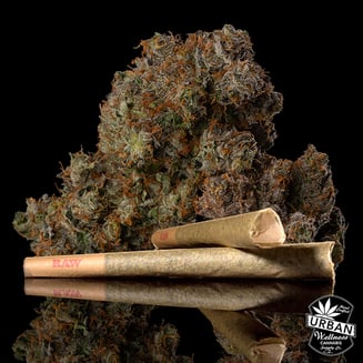 Apple Fritter [1g] by Urban Wellness