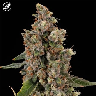 A1 Haze Flower H 25739 by CTPharma