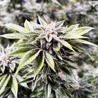 Biscotti x Jealousy x Sherbert by OMG! - PR