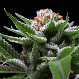 Snowtill — Grape Jack