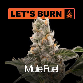 Let's Burn Mule Fuel 3.5g 0083 by Let's Burn