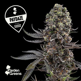 PayDaze by Garden Greens