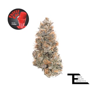 Team Elite Genetics — Freeze Cup