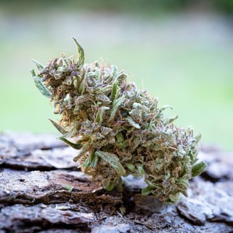 Farm Cut: Pink Boost Goddess