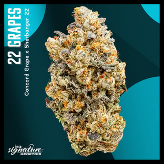 22 Grapes by Insa