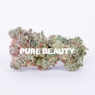Pure Beauty — Gizmo S Oasis